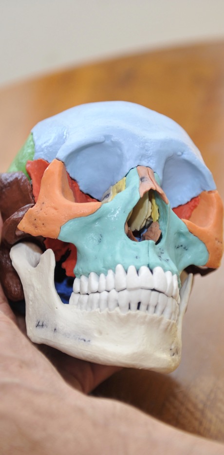Die Cranio Sacral Therapie (Osteopathie) optimiert die Funktion des zentralen Nervensystems.